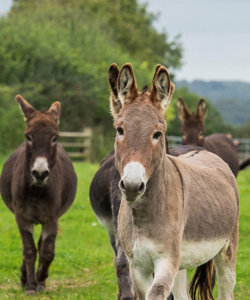 Image for The Donkey Sanctuary